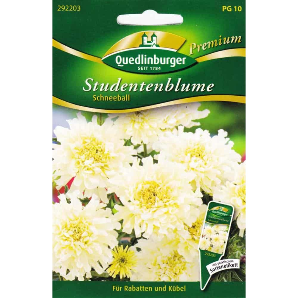 Studentblomster, Snøball